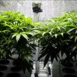 Perfect_Grow_Room_8
