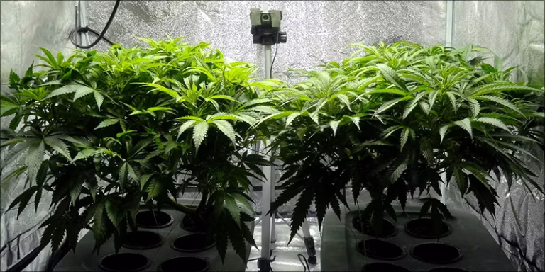 Perfect_Grow_Room_8