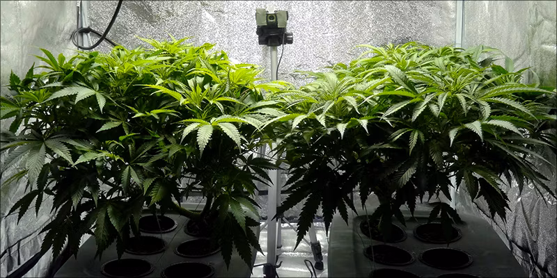 Perfect_Grow_Room_8