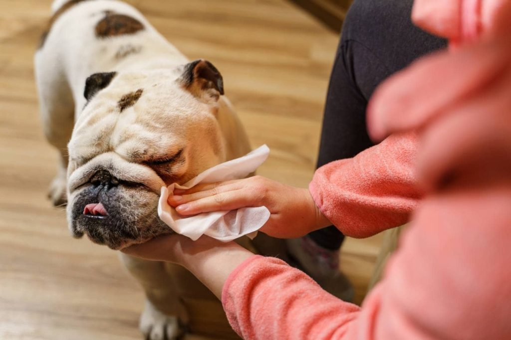 Dog-wipes_Miljan-Zivkovic-Shutterstock-1