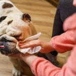 Dog-wipes_Miljan-Zivkovic-Shutterstock-1